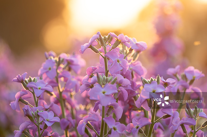 日落时分暖色调的浪漫紫罗兰花图片素材