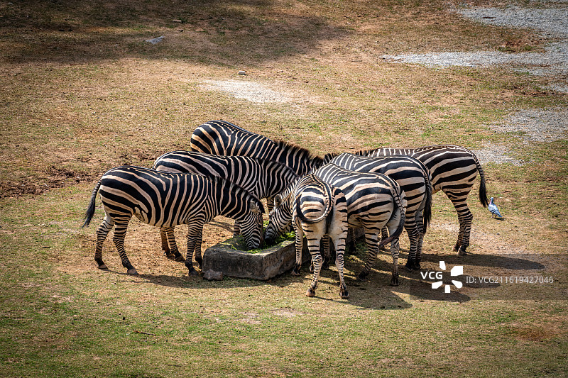 广州长隆野生动物世界-斑马图片素材