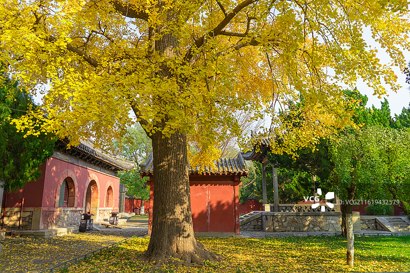 中国山东泰安著名景点泰山旅行旅游，泰山第一行宫岱庙，中式庭院里古老的黄色的银杏树，户外白昼无人图像摄图片素材