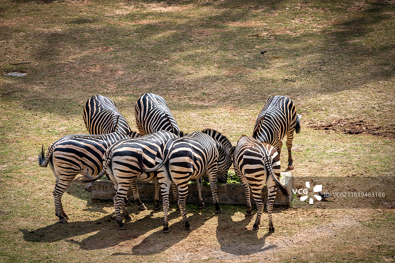 广州长隆野生动物世界-斑马图片素材