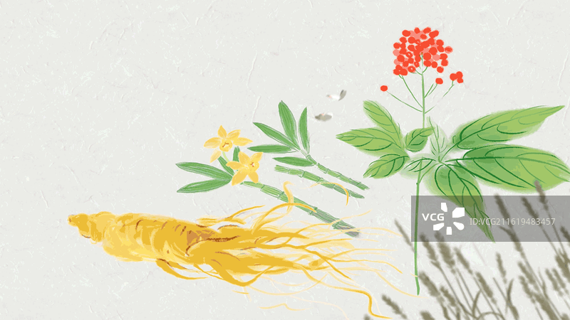 人参 中药 植物 营养图片素材