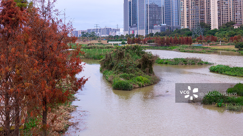 水边的落羽杉图片素材