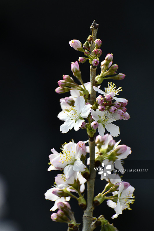 山东枣庄山亭区科技大棚内樱桃花竞相绽放图片素材