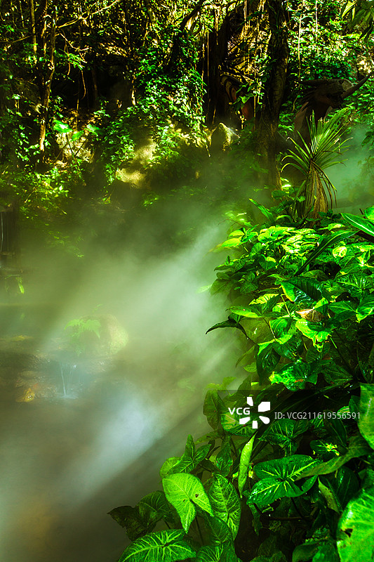 中国海南省保亭黎族苗族自治县，呀诺达雨林文化旅游区原始森林景观图片素材