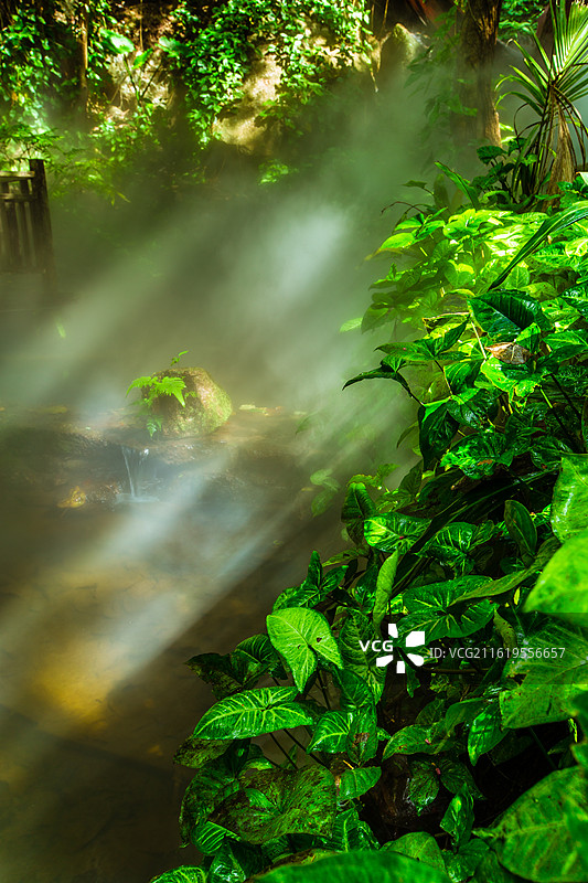 中国海南省保亭黎族苗族自治县，呀诺达雨林文化旅游区原始森林景观图片素材