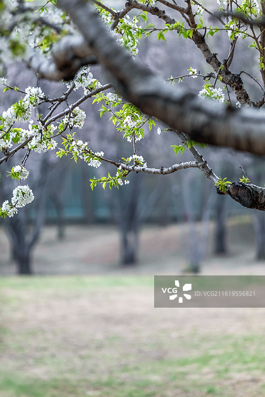 北京春天公园里的樱花树，春天，樱花，北京星河湾樱花图片素材