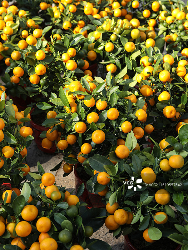 中国传统节日新年春节的年货年花盆栽年桔桔子图片素材
