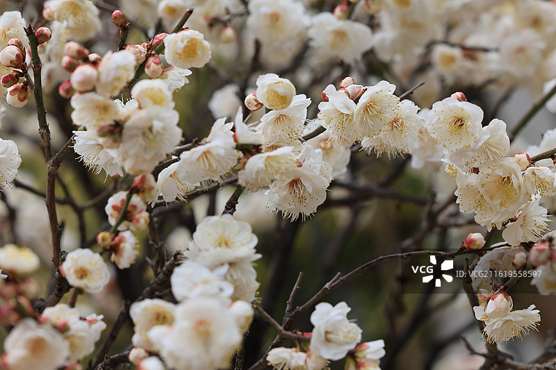 春天梅花开了图片素材