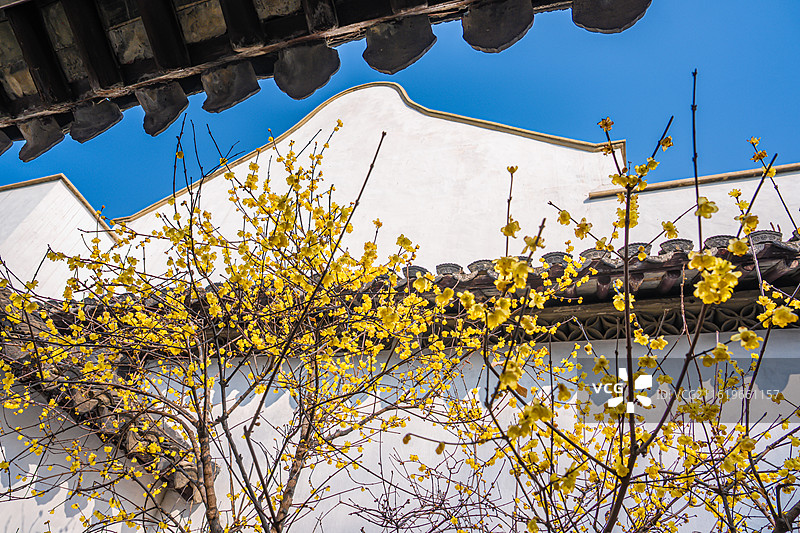 苏州园林狮子林中式庭院古建筑和冬日腊梅图片素材