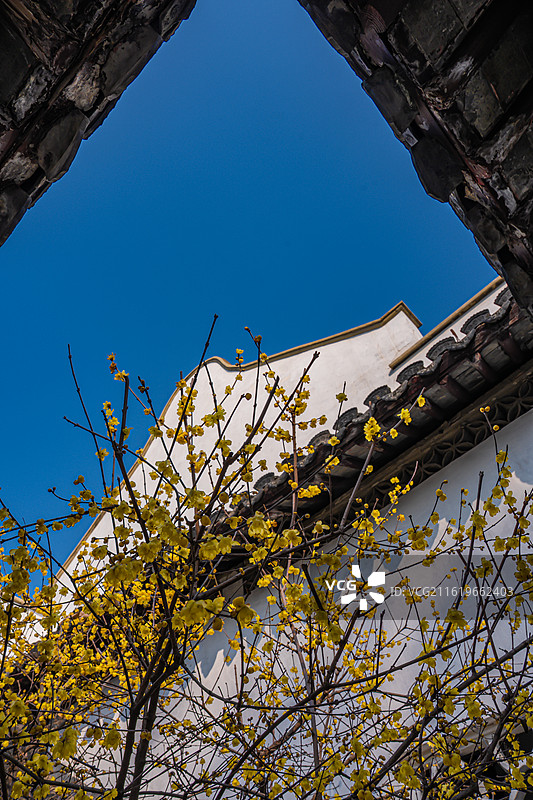 苏州园林狮子林中式庭院古建筑和冬日腊梅图片素材