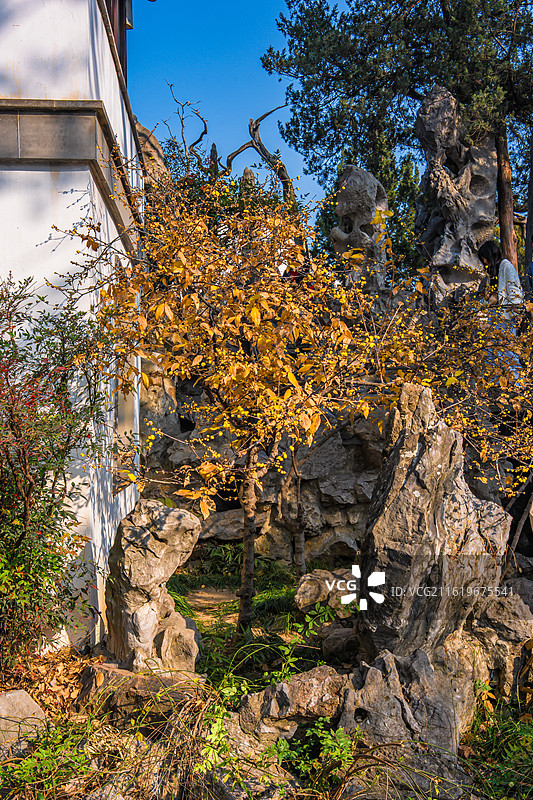 苏州园林狮子林中式庭院古建筑和冬日腊梅图片素材