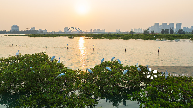 广西北海滨海湿地公园里面的白鹭栖息地图片素材