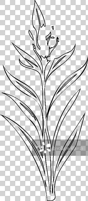剑兰花植物素描轮廓图片素材