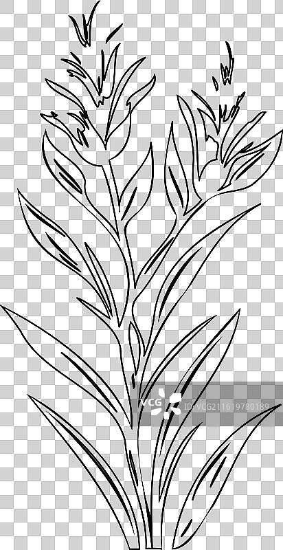 剑兰花植物素描轮廓图片素材