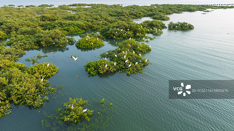广西北海红树林湿地涨潮时的白鹭栖息地图片素材