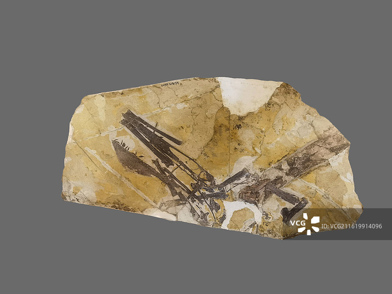 中国古动物馆“古脊椎动物馆”：阿凡达伊卡兰翼龙（不完整骨骼）【翼龙目／翼手龙类，辽宁建昌产，早白垩世图片素材