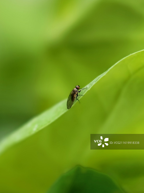 绿洲旅行 一片叶子的世界，也足够辽阔。停驻，静观，心向安宁——小生灵的大世界。图片素材