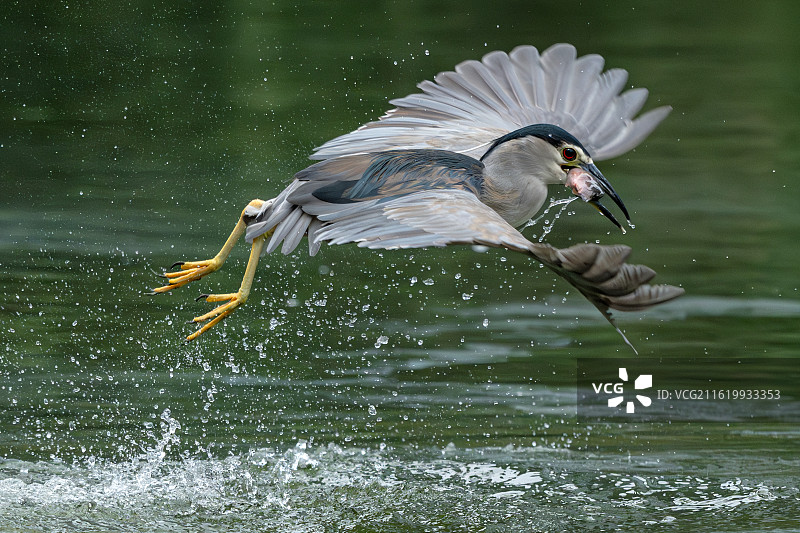 夜鹭捕鱼图片素材