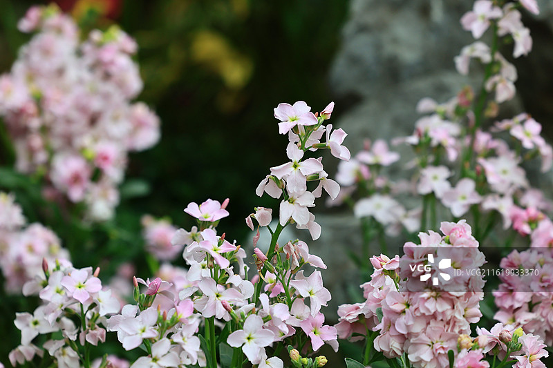 春天梅花开了图片素材
