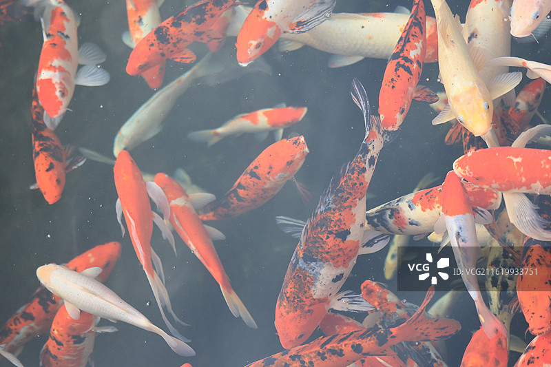 池塘里大片成群游动的彩色锦鲤特写图片素材