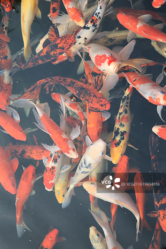 池塘里大片成群游动的彩色锦鲤特写图片素材