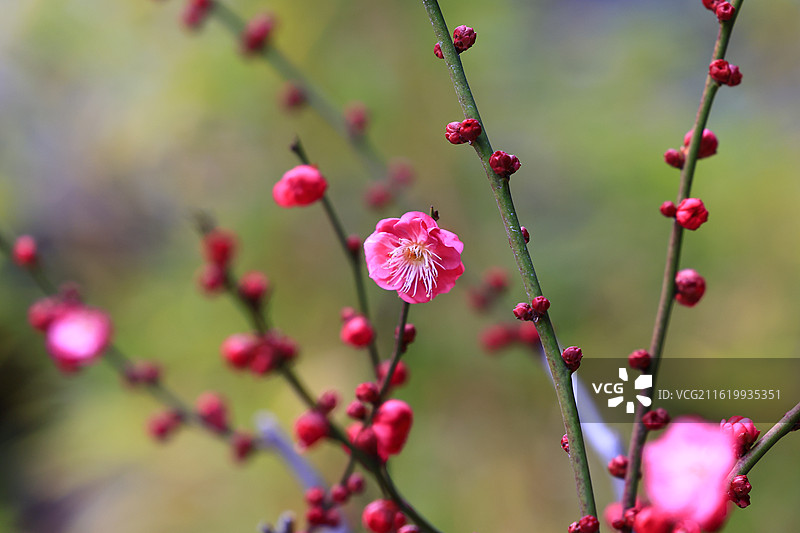 春天梅花开了图片素材