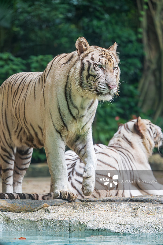 白虎-广州长隆野生动物园图片素材