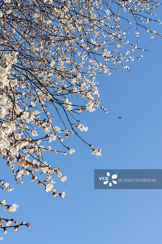 宁波东钱湖陶公岛梅花白梅图片素材