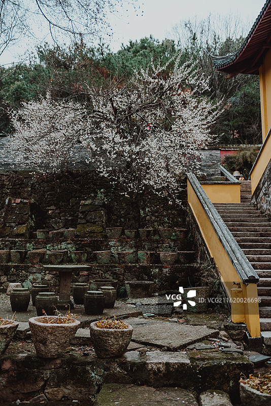 浙江嘉兴南北湖云岫庵红墙梅花白梅图片素材