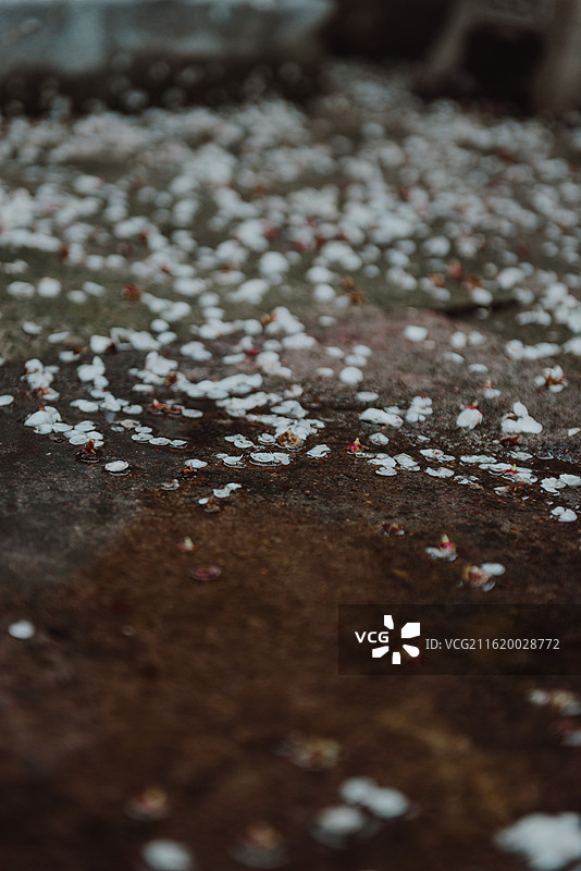 浙江嘉兴南北湖云岫庵红墙梅花白梅图片素材