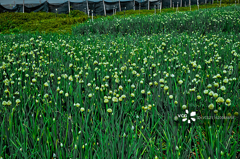 田间开花葱景观图片素材