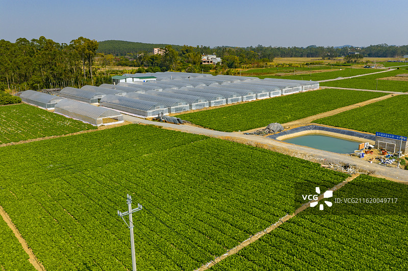 广西钦州市灵山县供港蔬菜基地风光图片素材