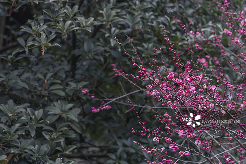杭州西湖风景区慧因高丽寺伸开的红梅，寺庙园林庭院与梅花，营造出传统中式意境图片素材