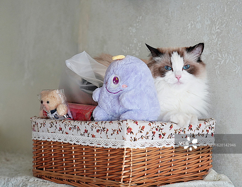藤筐里的布偶猫 宠物猫 可爱的猫咪图片素材