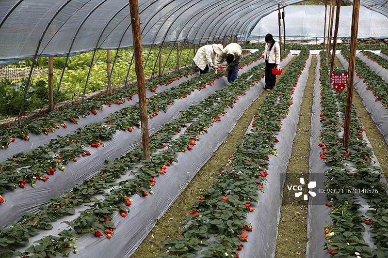 广西凌云县泗城镇凉水草莓园图片素材