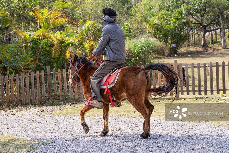南宁市青秀山风景旅游区萌宠乐园内游客骑行德保矮马风景图片素材