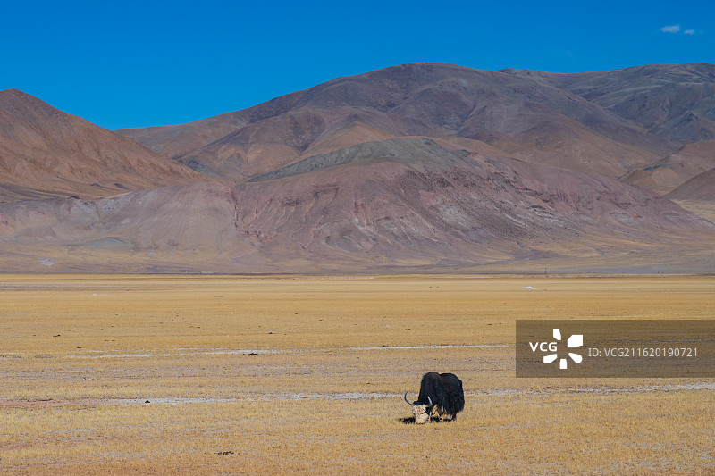 西藏自治区阿里地区那曲市国道公路白天沿途风景图片素材