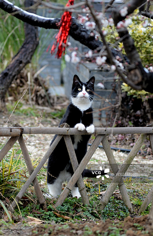 猫咪赏梅图片素材