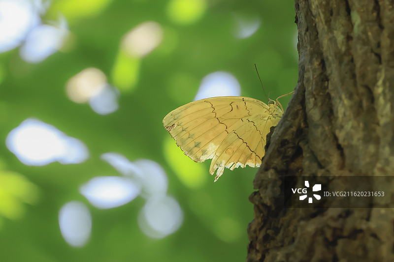 老树上的蝶坚强图片素材