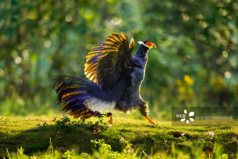 蓝马鸡图片素材
