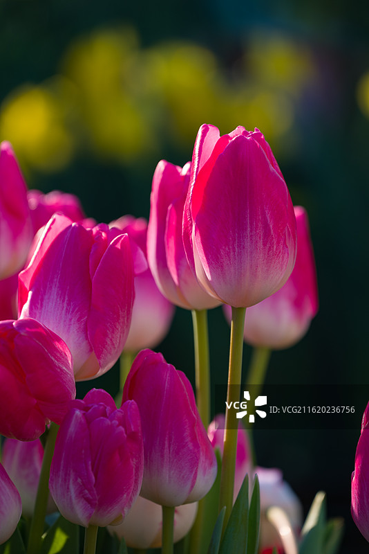 粉红色郁金香特写镜头图片素材