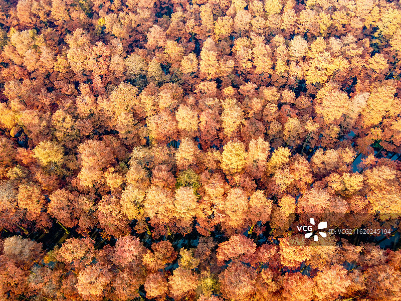 武汉市新洲区涨渡湖湿地自然保护区秋景航拍  森林公园  风景旅游区 池杉图片素材