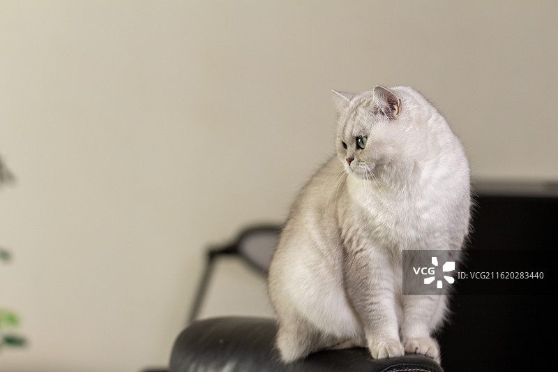 坐在椅子背上看镜头的可爱白色绿眼睛银渐层英国短毛猫特写镜头图片素材