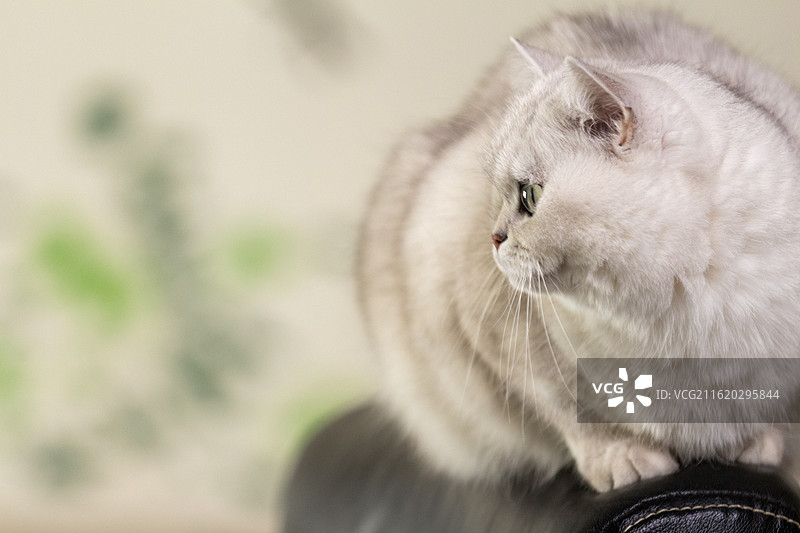 坐在椅子背上看镜头的可爱白色绿眼睛银渐层英国短毛猫特写镜头图片素材