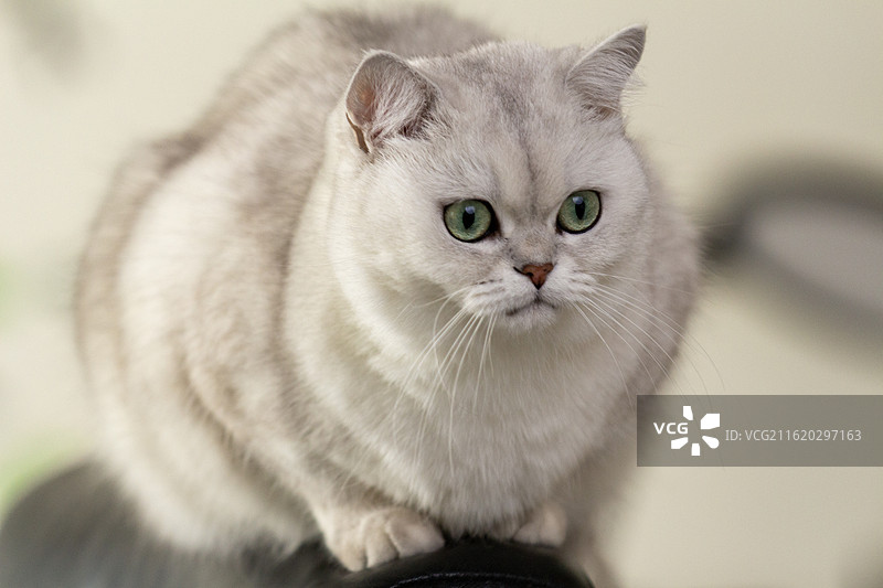 坐在椅子背上看镜头的可爱白色绿眼睛银渐层英国短毛猫特写镜头图片素材