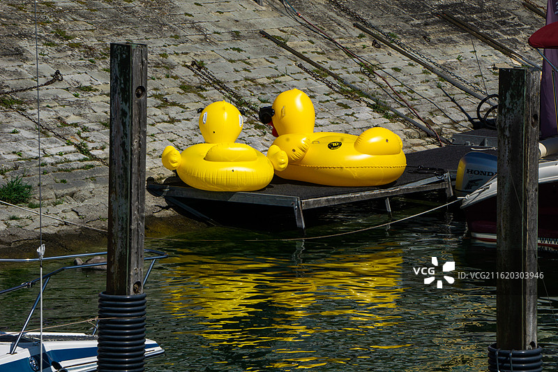德国博登湖边的小黄鸭图片素材