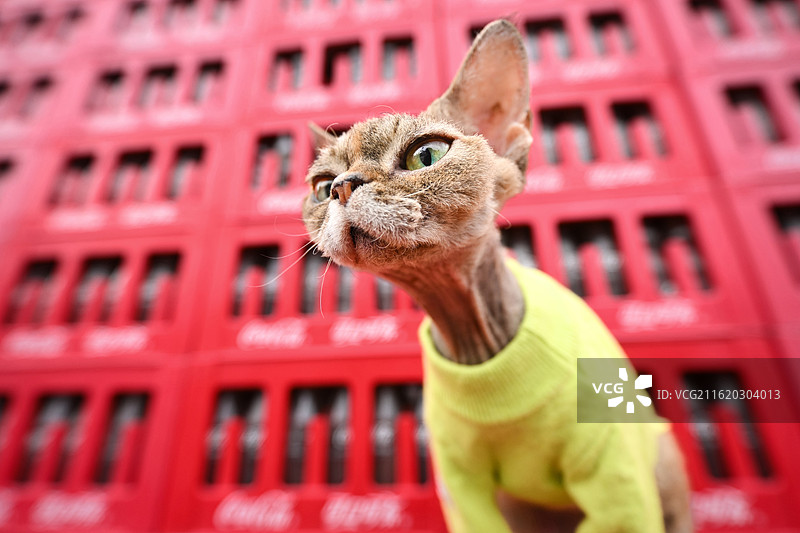 可爱的德文卷毛猫图片素材