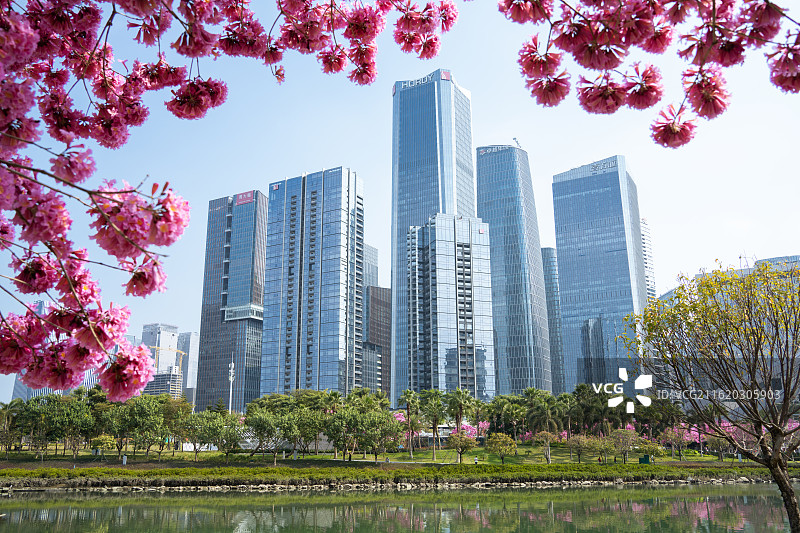 中国广东深圳前海桂湾公园都市风光，立春后的紫花风铃木都市美景图片素材