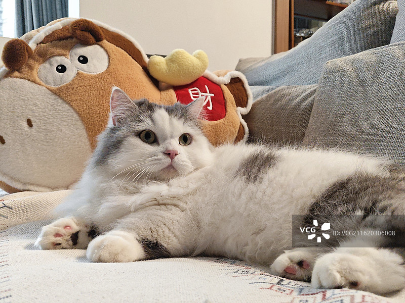 可爱猫咪图片素材