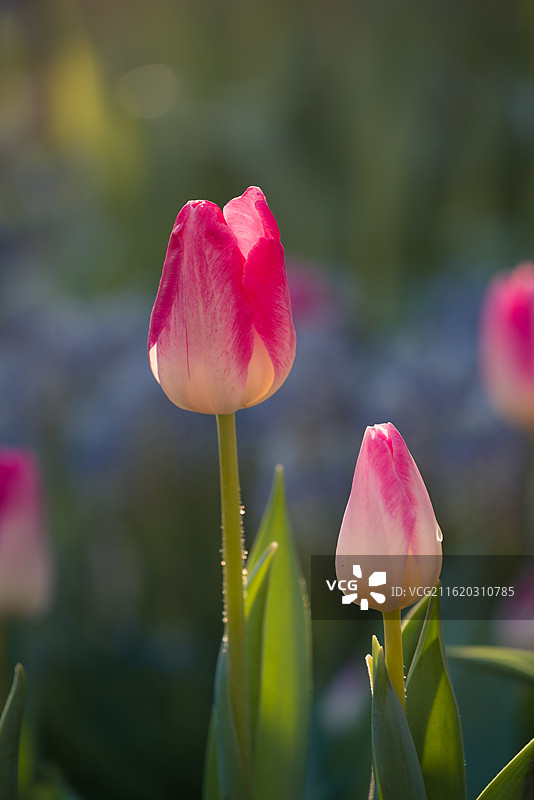 粉红色郁金香特写镜头图片素材